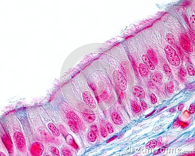 Respiratory epithelium Stock Photo