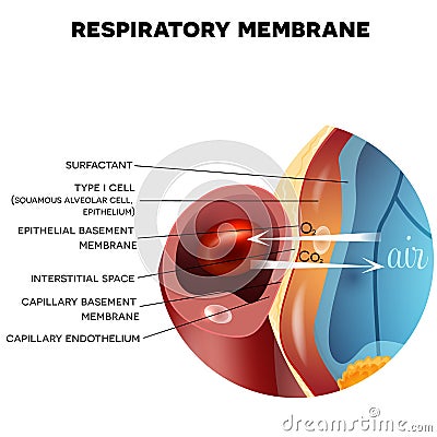 Respiratory membrane of alveolus Vector Illustration