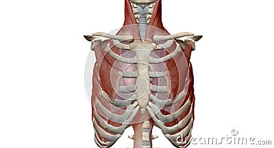 The respiratory muscles form a complex arrangement of semi-rigid bellows around the lungs Stock Photo