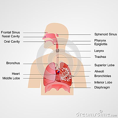 Respiratory System Vector Illustration