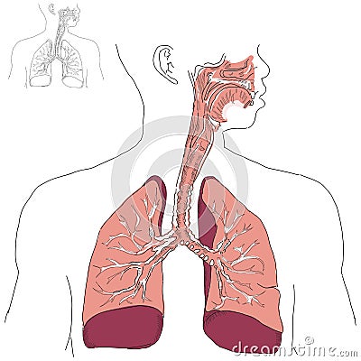 Respiratory system and Actinomycosis Vector Illustration
