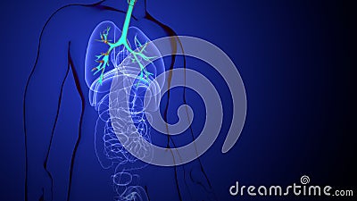 3D Illustration of Human Respiratory System Lungs Anatomy Stock Photo