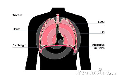 Respiratory system anatomy Vector Illustration