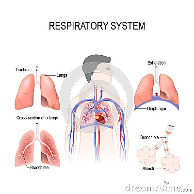 Respiratory system Vector Illustration