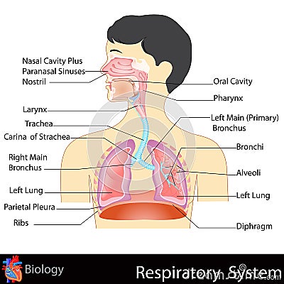 Respiratory System Vector Illustration