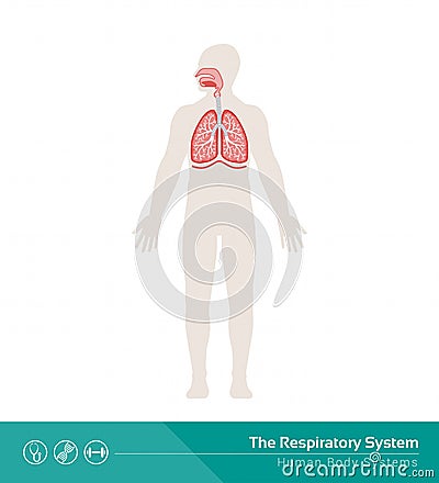 The respiratory system Vector Illustration