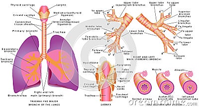 Respiratory system Vector Illustration