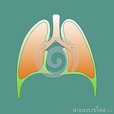 Respiratory system infographic of the pleura on a green background Stock Photo