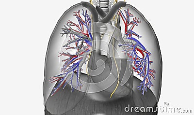 The respiratory system is innervated by the autonomic nervous sy Stock Photo