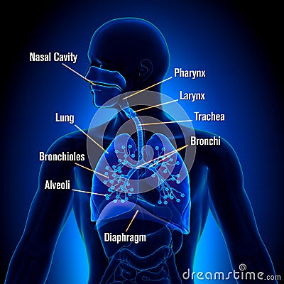 Respiratory System - Lungs anatomy view Stock Photo