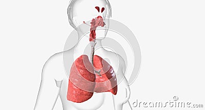 The respiratory system is made of all of the structures that bring oxygen into the body and expel carbon dioxide Stock Photo