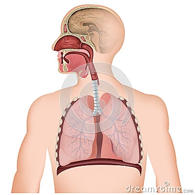 The respiratory tract medical illustration on white background Cartoon Illustration