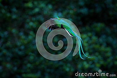 Resplendent Quetzal flying , Pharomachrus mocinno, Savegre in Costa Rica, with green forest background. Magnificent sacred green a Stock Photo