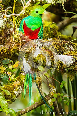 Resplendent Quetzal Stock Photo