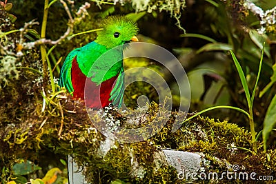 Resplendent Quetzal Stock Photo