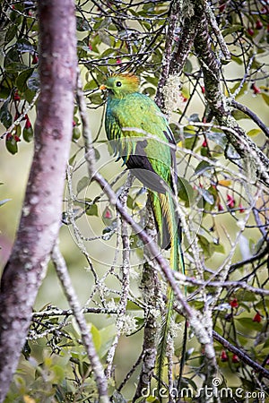 Resplendent quetzal, pharomachrus mocinno. Birds of Costa Rica. San Gerardo de Dota. Stock Photo