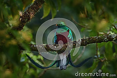Resplendent Quetzal, Pharomachrus mocinno, from Chiapas, Mexico with blurred green forest in background. Magnificent sacred green Stock Photo