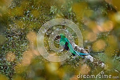 Resplendent Quetzal, Pharomachrus mocinno, from Chiapas, Mexico with blurred green forest in background. Magnificent sacred green Stock Photo