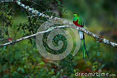 Resplendent Quetzal, Pharomachrus mocinno. Green bird from Costa Rica. Bird with long tail. Stock Photo