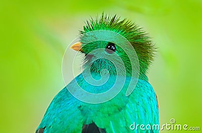 Resplendent Quetzal, Pharomachrus mocinno, from Guatemala with blurred green forest foreground and background. Magnificent sacred Stock Photo