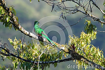 Resplendent Quetzal Stock Photo