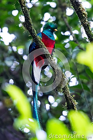 Resplendent quetzal - Pharomachrus mocinno Stock Photo