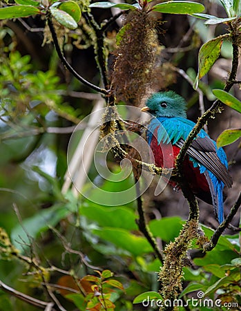 Resplendent Quetzal Pharomachrus Mocinno Stock Photo