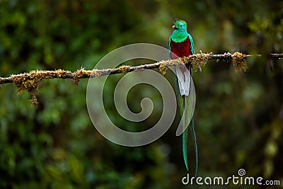 Resplendent Quetzal, Pharomachrus mocinno, from Savegre in Costa Rica with blurred green forest in background. Magnificent sacred Stock Photo