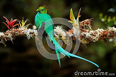 Resplendent Quetzal, Pharomachrus mocinno, from Savegre in Costa Rica with blurred green forest foreground and background. Magnifi Stock Photo