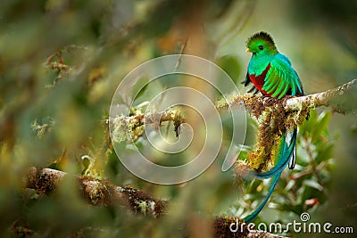 Resplendent Quetzal, Savegre in Costa Rica with green forest in background. Magnificent sacred green and red bird. Detail portrait Stock Photo