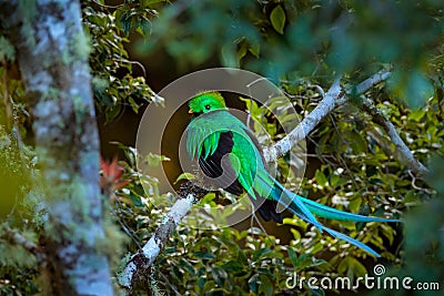 Resplendent Quetzal, Tapanti NP in Costa Rica, with green forest in background. Magnificent sacred green and red bird. Detail port Stock Photo