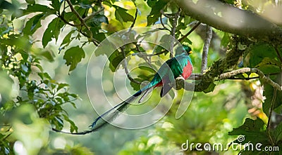 Resplendent quetzal Stock Photo