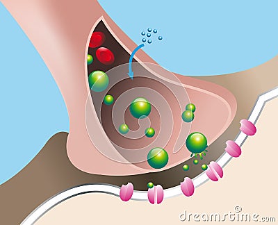 Response to a nerve impulse Stock Photo