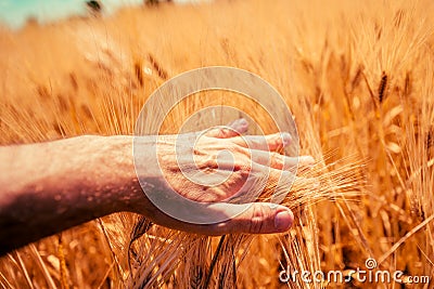 Responsible farmer touching ripening barley crop ears Stock Photo