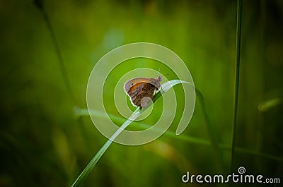 The mysterious butterfly on the letter Stock Photo