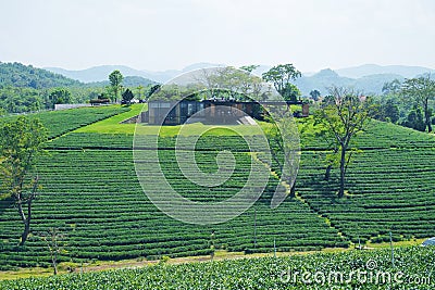Restaurant in green tea plantation terraces at mountain with blue sky. Editorial Stock Photo