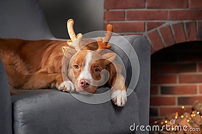 Restful dog with antlers lounges at home. The canine relaxes on a chair Stock Photo