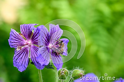 Restful purple flower with dark veins and a honey bee Stock Photo
