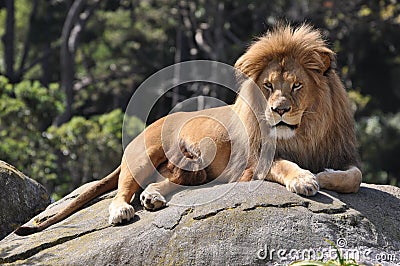 Lion Resting Stock Photo