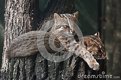 Resting Amur leopard cats Stock Photo