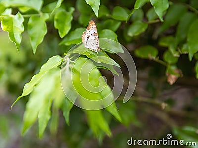 A resting Anartia butterfly - Front facing and downward view Stock Photo