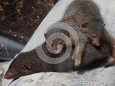 Resting animals Stock Photo