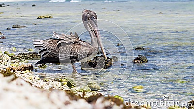 A resting bird, Arashi Beach, Aruba. Stock Photo
