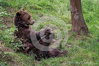 Resting brown bear Ursus arctos in the forest Stock Photo