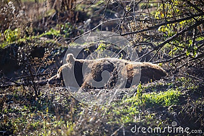 Resting brown bears by the water Stock Photo