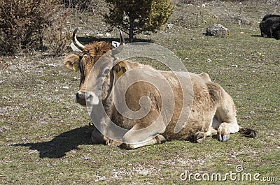 Resting brown cow on the meadow in Bulgaria Stock Photo