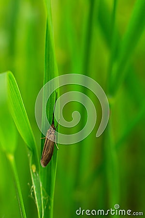 Resting caddis Stock Photo