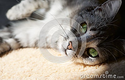 Resting cat in natural home background in a shade, lazy cat face close up, small sleepy lazy cat, domestic animal on siesta Stock Photo