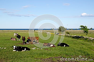 Resting cattle Stock Photo