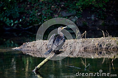 resting cormorant resp.Phalacrocorax carbo,Pond in lower Rhine region,Germany Stock Photo